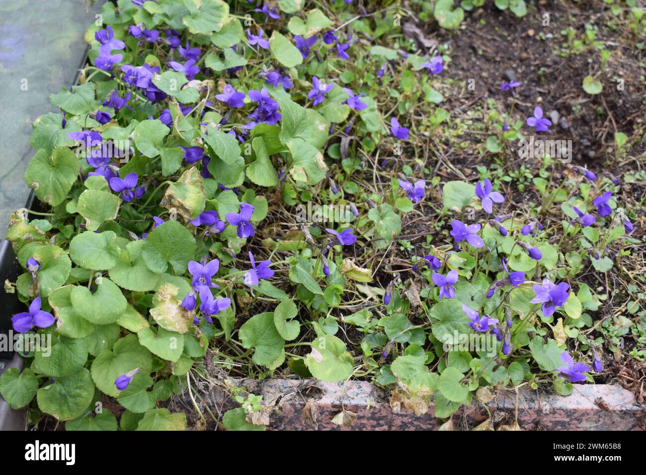 le prime violette fiorite Foto Stock