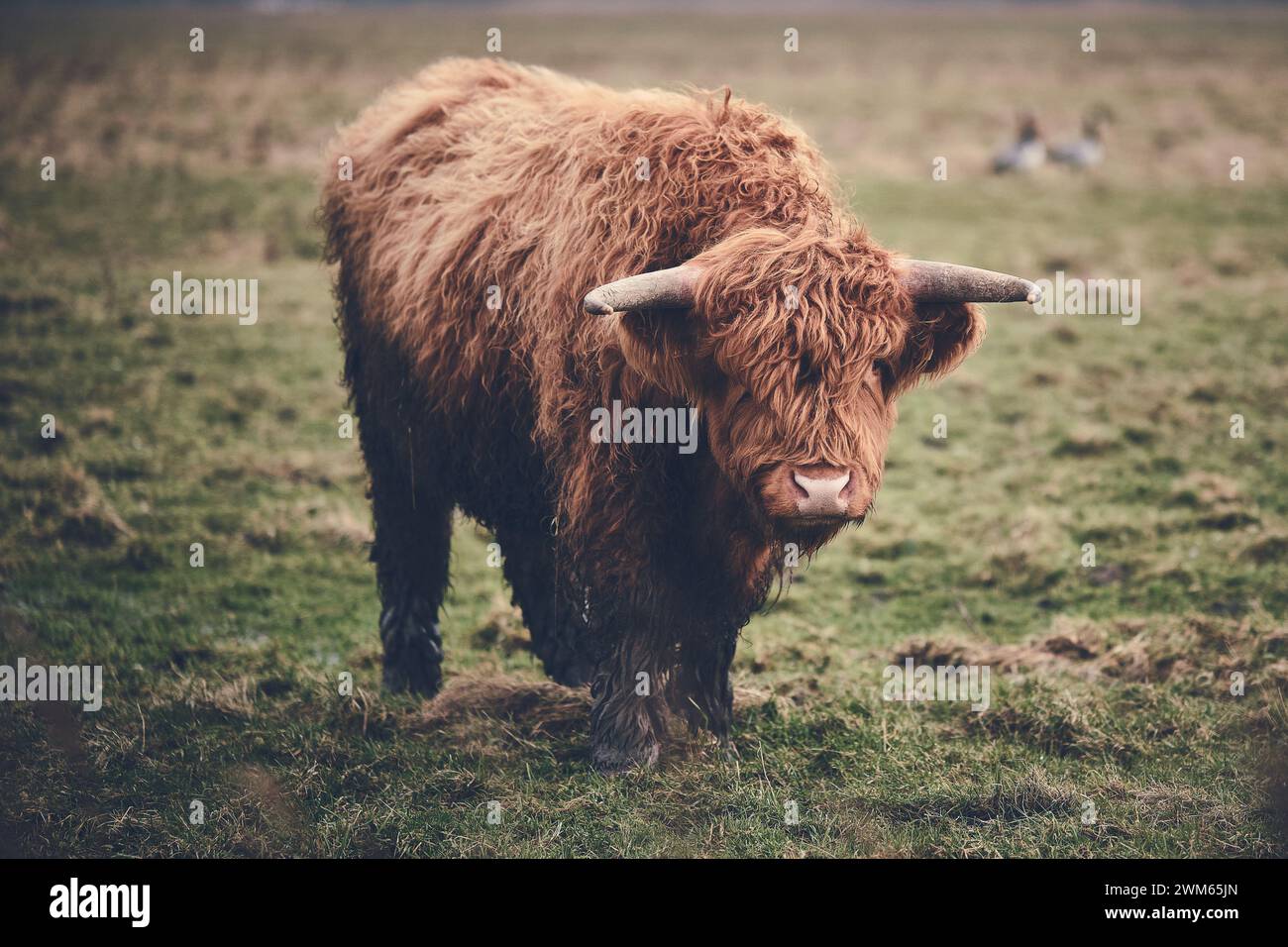 Carne di manzo scozzese delle Highland in un campo verde. Foto di alta qualità Foto Stock