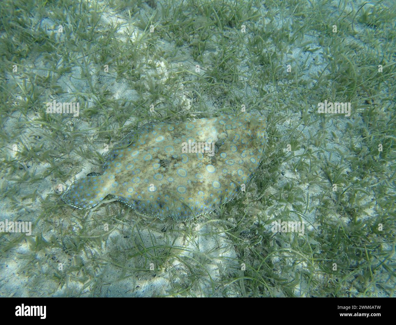 Un pavone Flounder si camuffa sul fondale marino erboso Foto Stock