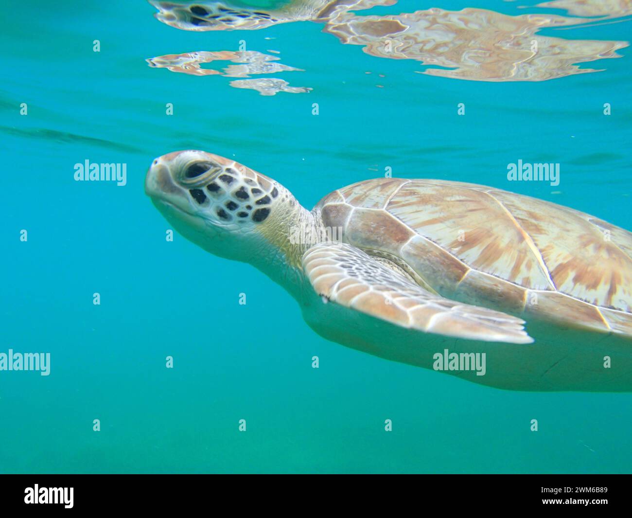 Le tartarughe marine si preparano a far emergere le acque cristalline Foto Stock