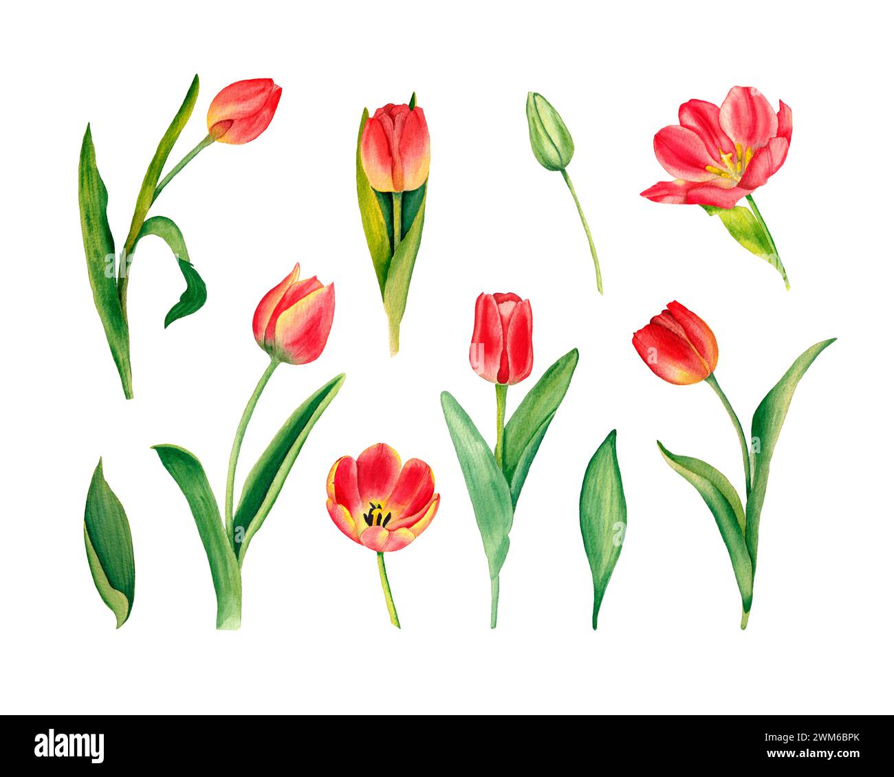Set tulipani acquerelli. Illustrazione disegnata a mano di fiori primaverili, isolati su sfondo bianco. Foto Stock