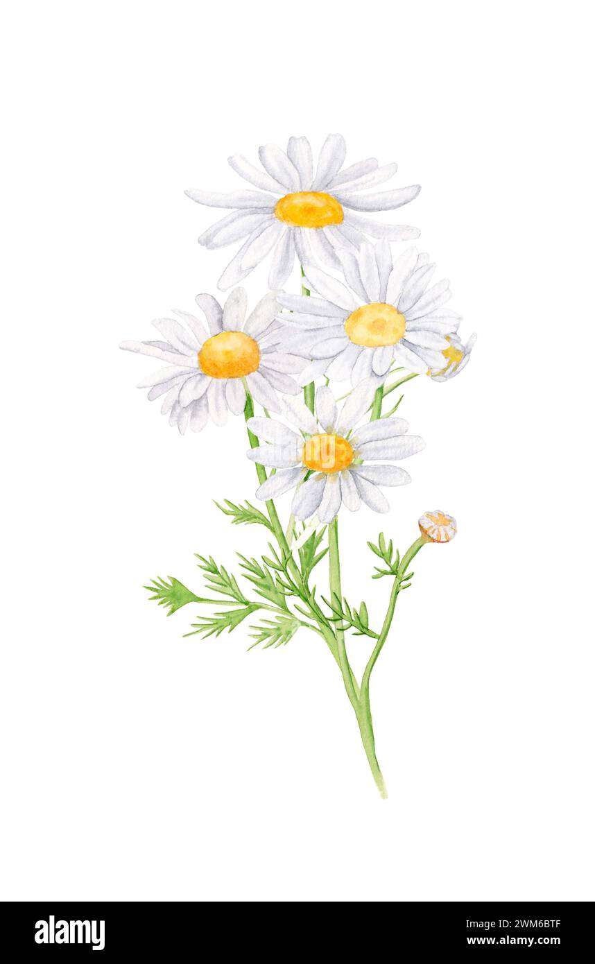 Bouquet di fiori a margherita, fiori bianchi, boccioli, foglie verdi, steli. Illustrazione disegnata a mano con acquerello, isolata su sfondo bianco Foto Stock