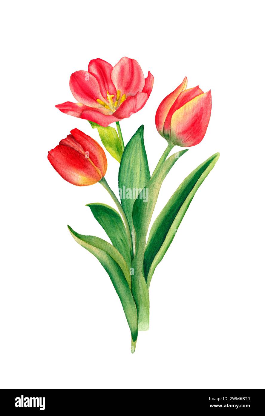 Bouquet di tulipani. Illustrazione in acquerello, isolata su sfondo bianco. Per la decorazione e la progettazione di stampe, cartoline, tessuti, tessuti, feste Foto Stock