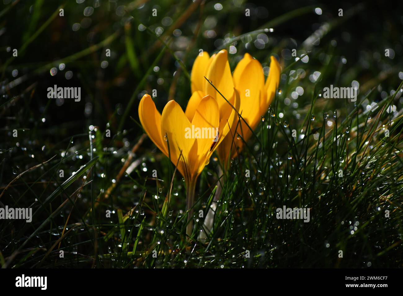 Primo piano di croco giallo con gocce di pioggia Foto Stock