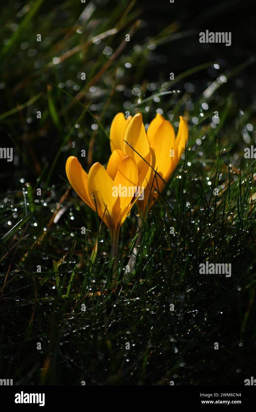 Primo piano di croco giallo con gocce di pioggia Foto Stock