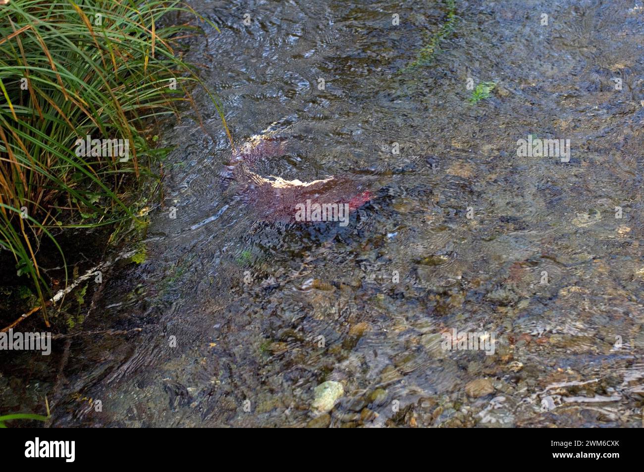 Salmone reale, Oncorhynchus tshawytscha, o salmone chinook, che riproduce in un ruscello al largo del fiume Quinault nell'Olympic National Park, nella Penisola Olimpica Foto Stock