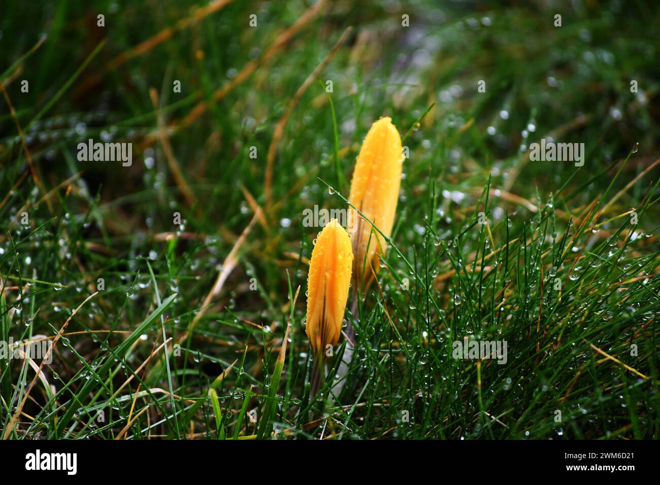 Primo piano di croco giallo con gocce di pioggia Foto Stock