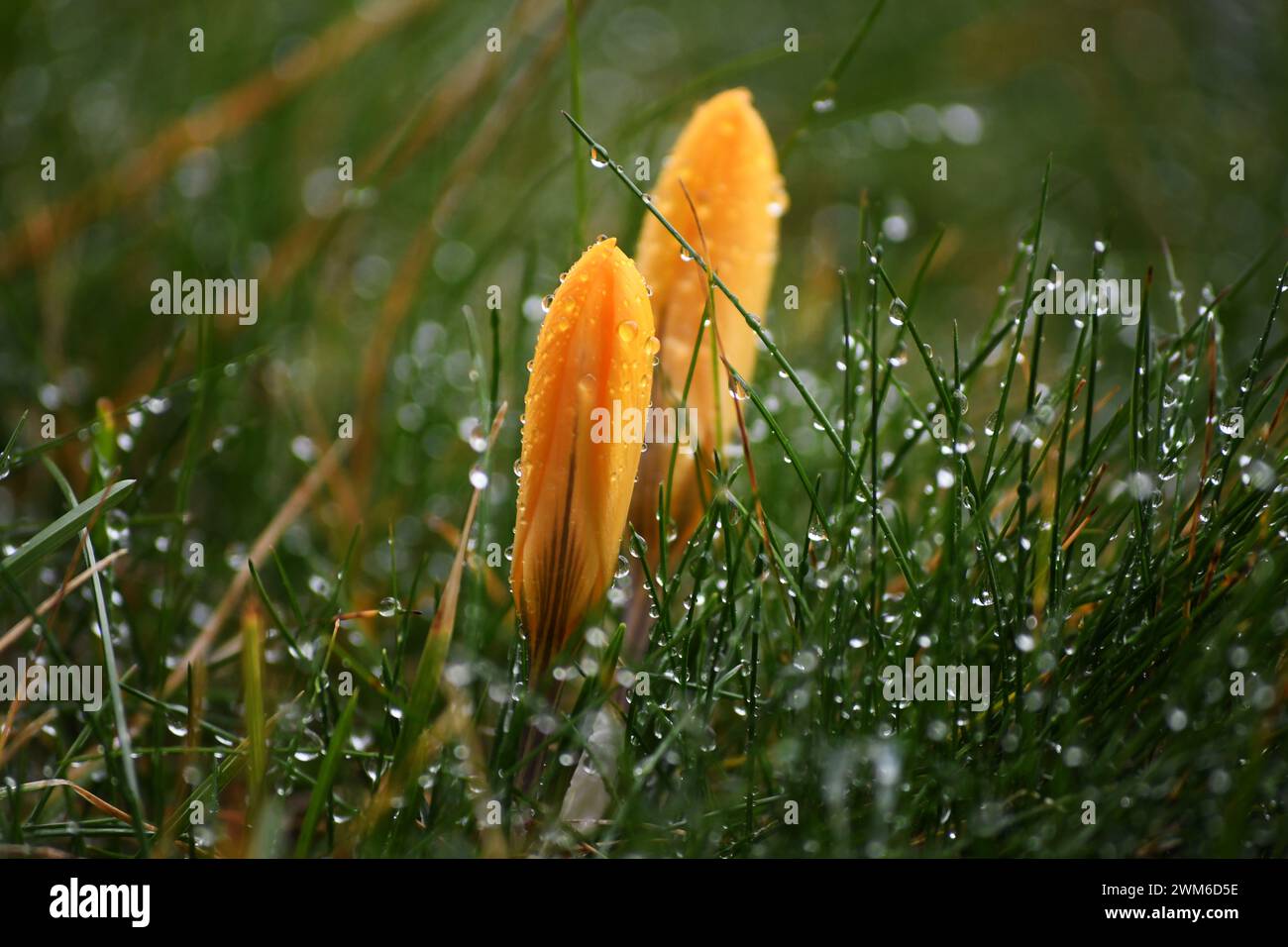 Primo piano di croco giallo con gocce di pioggia Foto Stock