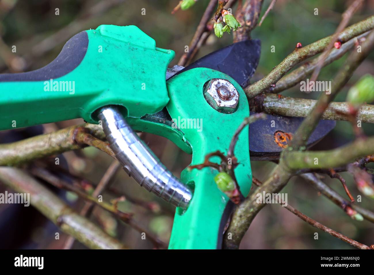 Gesetz zum Vogelschutz am 1. März eines Jahres beginnt die Brutzeit der Vögel und Fällungen, Rodungen, auf Stock setzen oder abschneiden ist bis auf wenige Ausnahmen laut paragrafo 39 Bundesnaturschutzgesetz Brut- und Setzzeit - bis zum 30. September eines Jahres verboten Essen Nordrhein-Westfalen Deutschland *** legge sulla protezione degli uccelli la stagione riproduttiva degli uccelli inizia il 1° marzo di ogni anno e sono vietati l’abbattimento, la sgombero, l’accantonamento o il taglio fino al 30 settembre di ogni anno, con poche eccezioni, secondo la sezione 39 del Federal Nature Conservation Act Breeding and Setting Sea Foto Stock