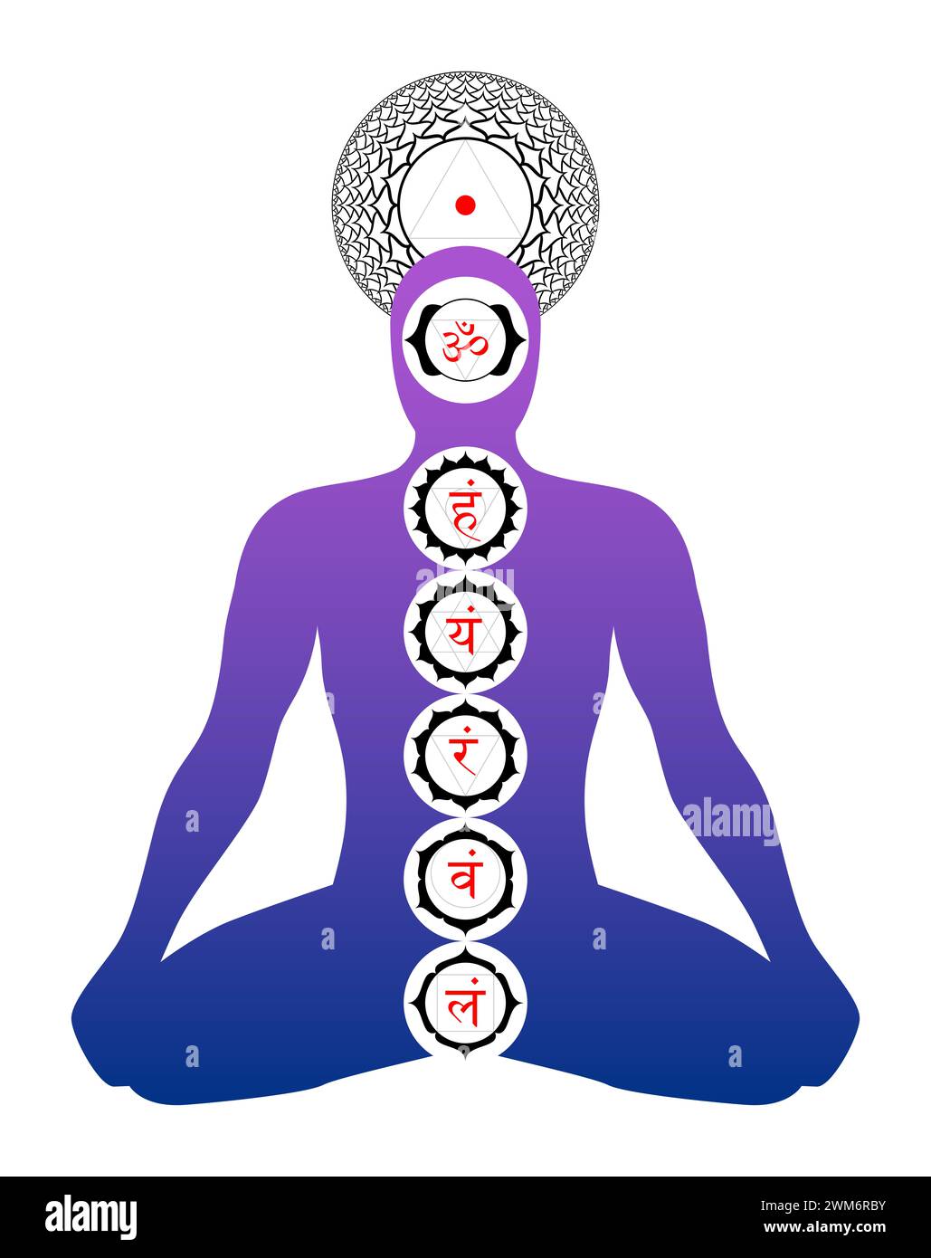 Posizione dei chakra principali nel corpo. Silhouette di un corpo in posizione yoga, con simboli di sette chakra principali, raffigurati con petali di fiori di loto Foto Stock