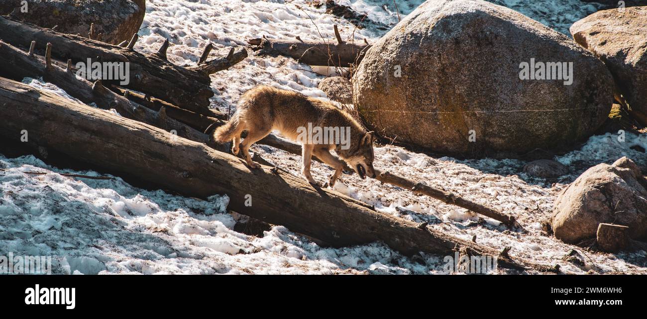 Un lupo solitario ha buttato fuori dal branco la sua coda tra le gambe Foto Stock