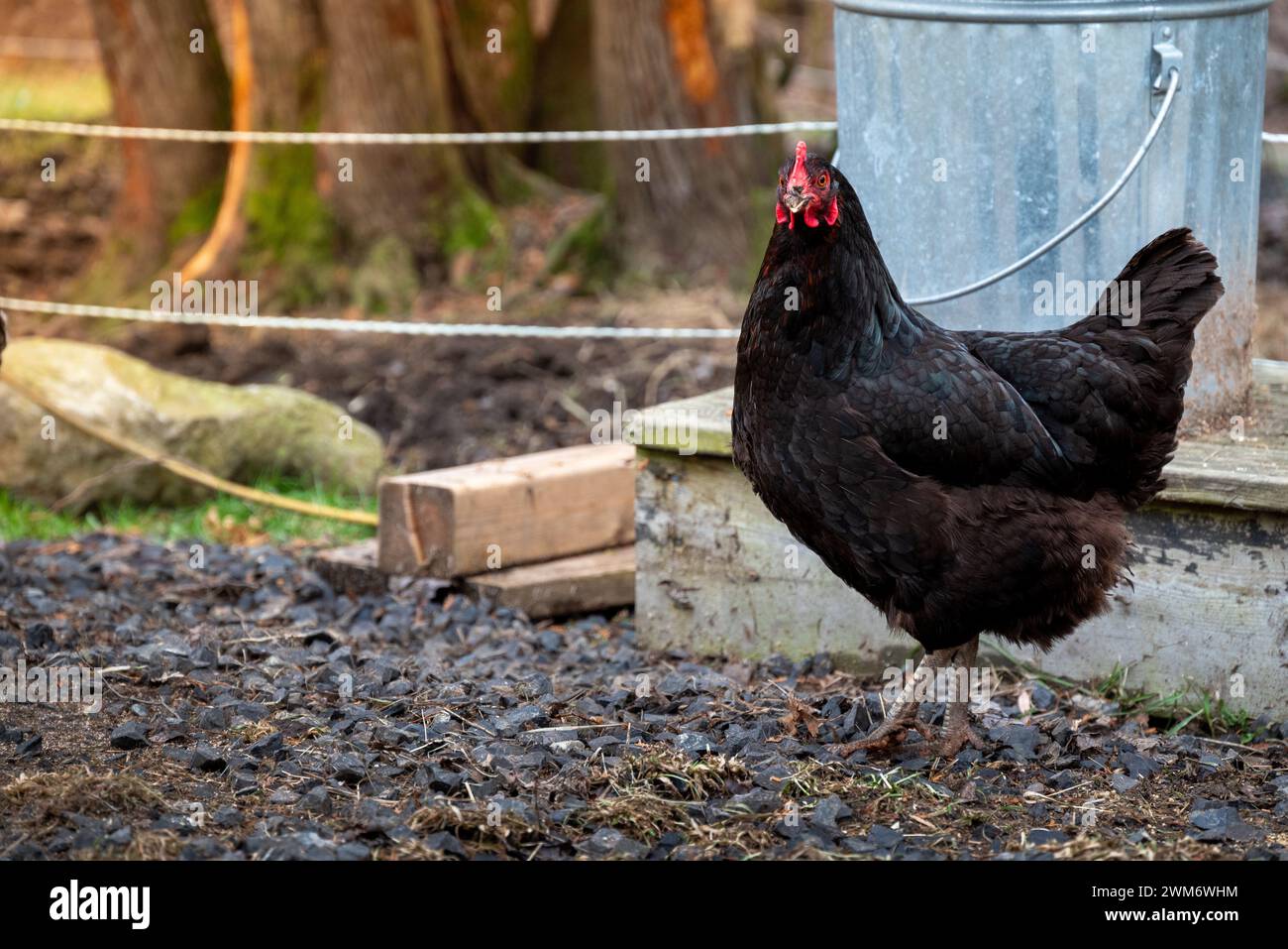 Rooster in giro in un ranch al mattino con spazio per le copie Foto Stock
