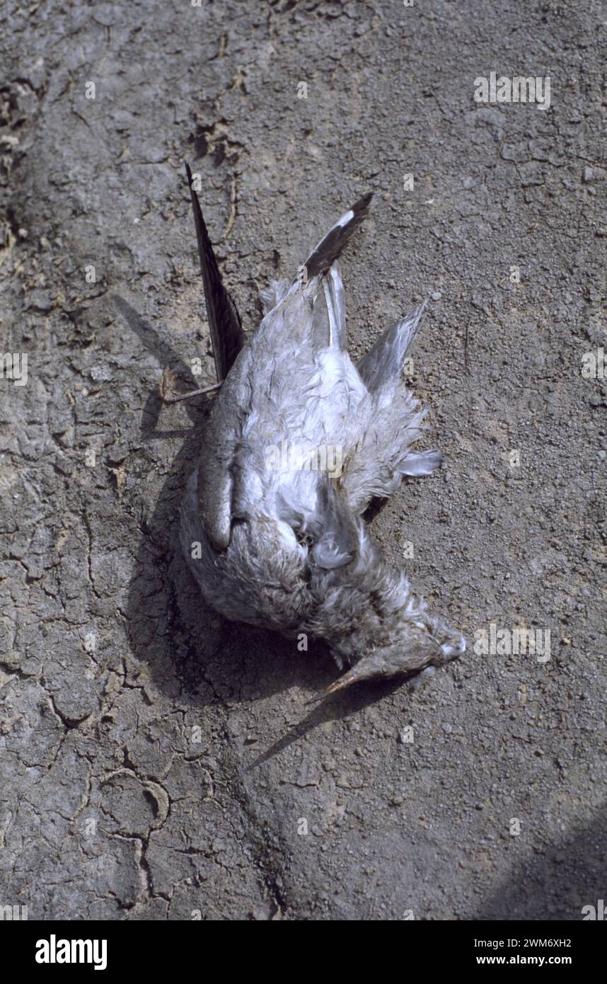 Prima guerra del Golfo: 19 marzo 1991, alla periferia di Kuwait City, un gabbiano giace morto sul terreno arroccato, sopraffatto dai fumi tossici degli incendi dei pozzi petroliferi. Foto Stock