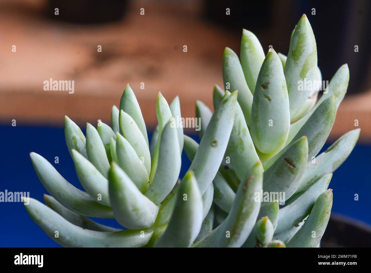 Le piante succulente hanno una forma miniaturizzata. Le foglie spesse contengono molta acqua. Questa pianta è di solito piantata in piccoli vasi per essere utilizzata come orname Foto Stock