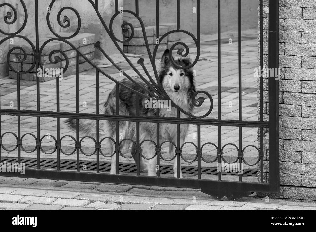 Curiosa lassie, il cane da collie ruvido si riproduce al cancello forgiato. guardiano vigile. Razza pura, razza domestica. Finalmente a casa. Bianco e nero, monocromatico. Foto Stock