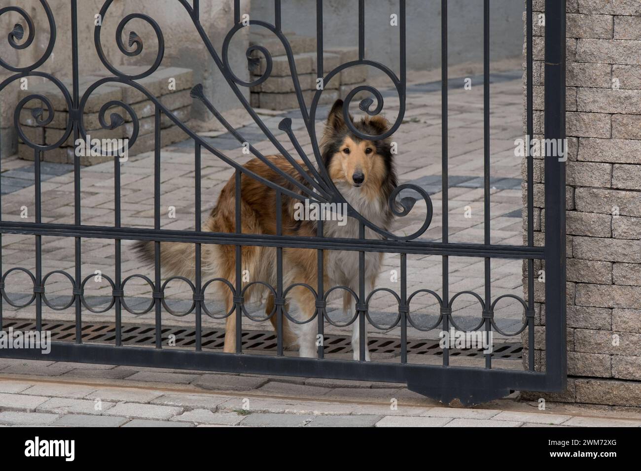 Curiosa lassie, il cane da collie ruvido si riproduce al cancello forgiato. guardiano vigile. Razza pura, razza domestica. Finalmente a casa. Foto Stock