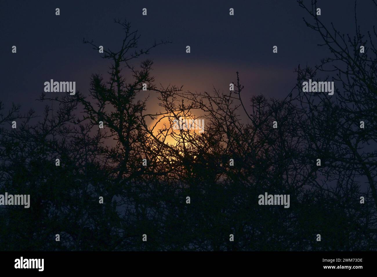 Full Cold Moon la Full Cold Moon sorge su terreni agricoli nelle campagne dell'Essex Essex Chadwell St Mary Regno Unito Copyright: XMartinxDaltonx Full Cold Moon 24-224 MD 0028 Foto Stock
