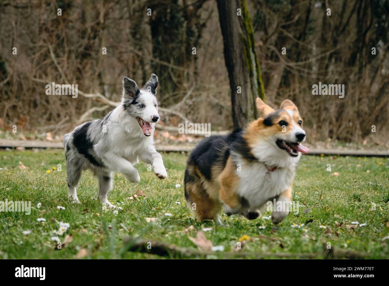 Cucciolo grigio Merle Border che gioca a recuperare con il gallese corgi Pembroke Tricolor. Due cani allegri che passano del tempo a camminare attivamente ed energicamente Foto Stock