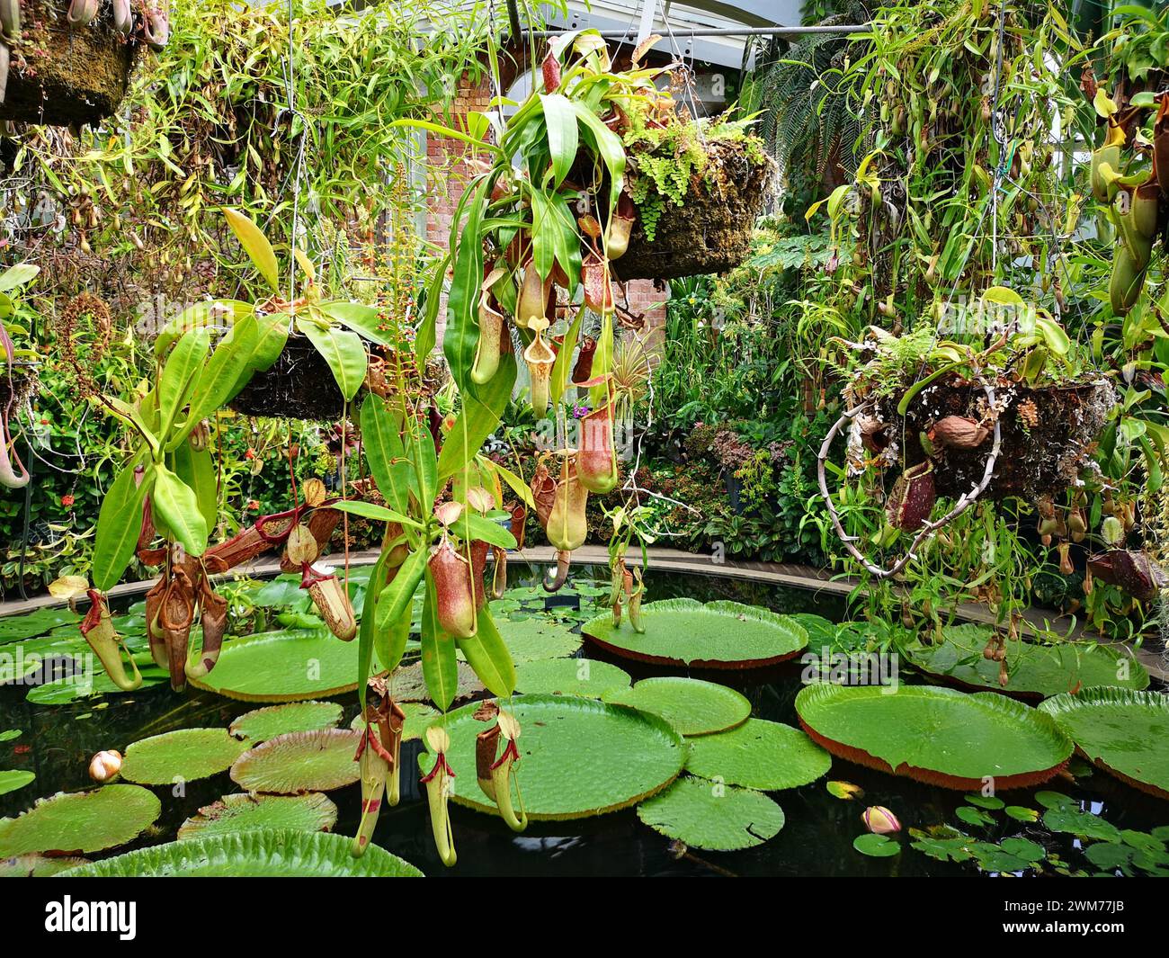 Giardino variegato con varie specie di piante Foto Stock