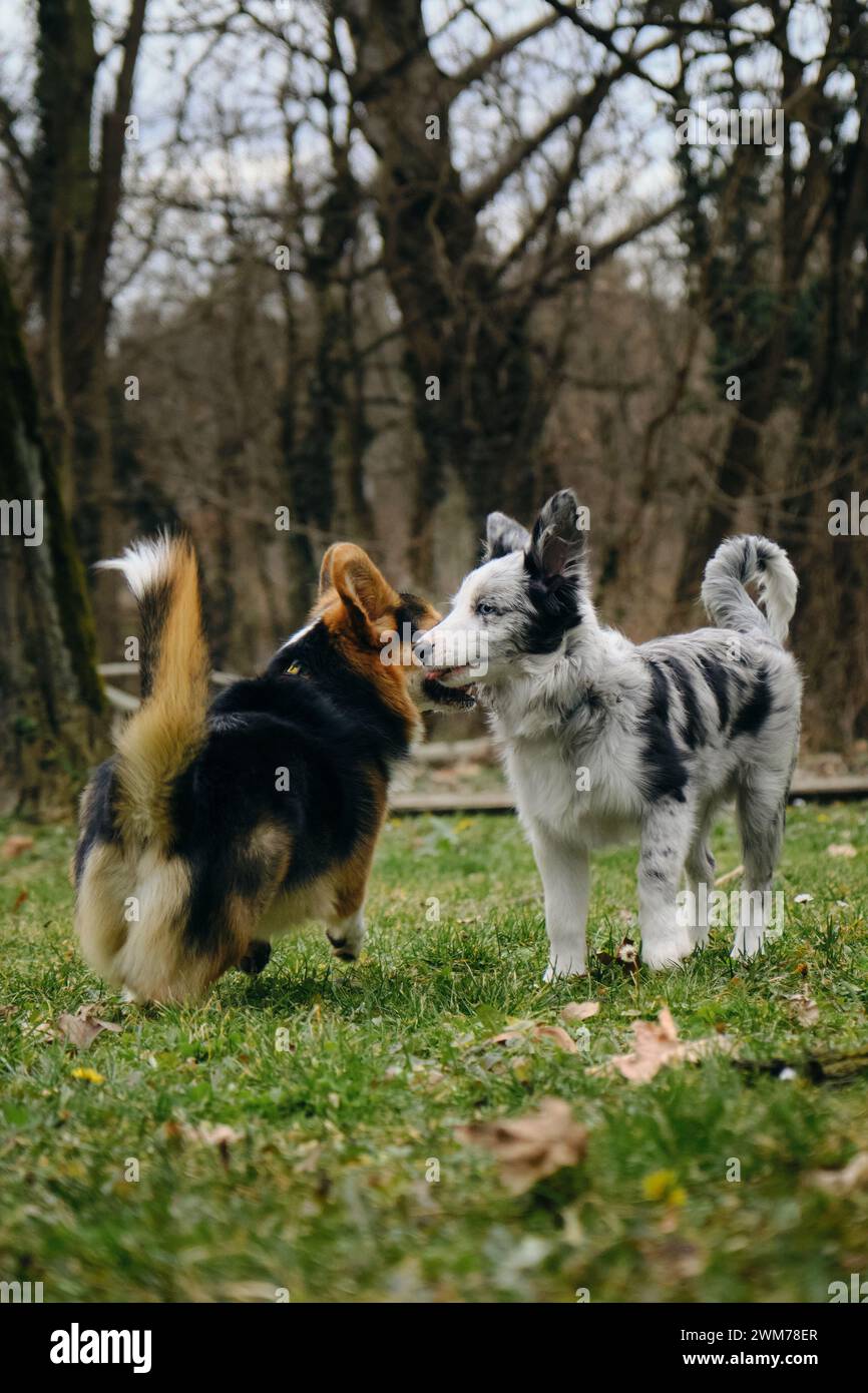 Cucciolo Grey merle con collie a bordo azzurro e corgi gallesi Pembroke tricolore. Due cani si sono incontrati durante una passeggiata nel parco. Animali domestici ammessi all'esterno Foto Stock