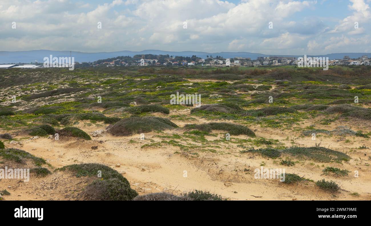 Bellissimo spazio sabbioso con cespugli verdi in Israele Foto Stock