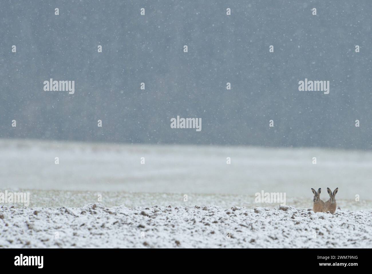Funny Two Brown Hares / European Hares ( Lepus europaeus ) seduto sul bordo di un campo mentre la neve cade, in attesa di migliori condizioni meteo, fauna selvatica, Euro Foto Stock