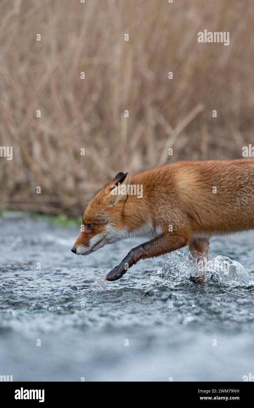 Volpe Rossa ( Vulpes vulpes ) attraversando un piccolo torrente, camminando attraverso acqua corrente, fauna selvatica, Europa. Foto Stock