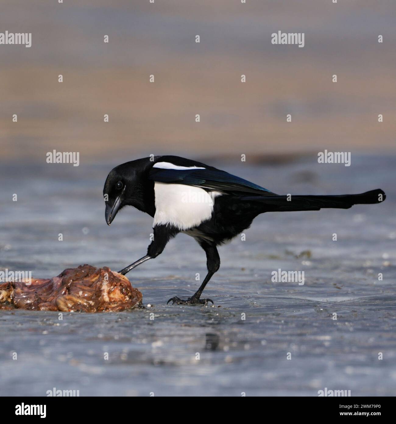 Magpie eurasiatiche ( Pica pica ) su un lago ghiacciato con qualche carrozza, controllo / test, carote, fauna selvatica, Europa. Foto Stock