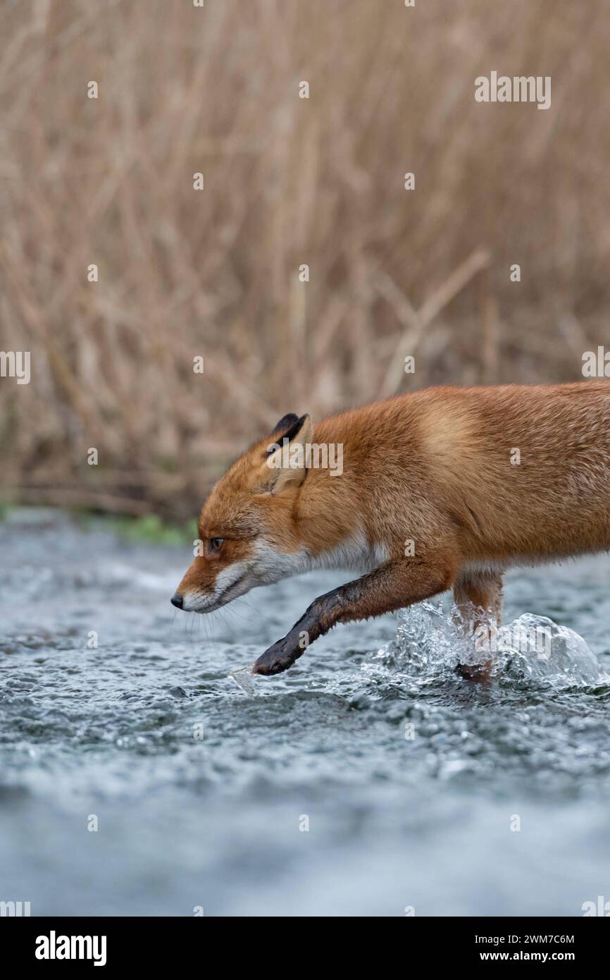 ab durch S Wasser... Rotfuchs * Vulpes vulpes * läuft durch einen Bach, durchquert ein Gewässer, bei Hochwasser, heimische Tierwelt, Säugetiere *** Red Fox Vulpes vulpes attraversando un piccolo torrente, camminando attraverso l'acqua corrente, fauna selvatica, Europa. Deutschland, Europa Foto Stock