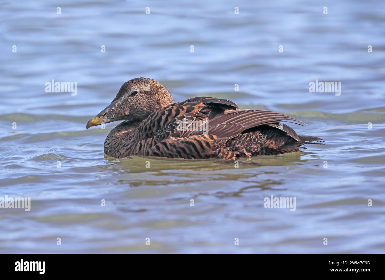Anatra Eider femmina (Somateria mollissima) Foto Stock