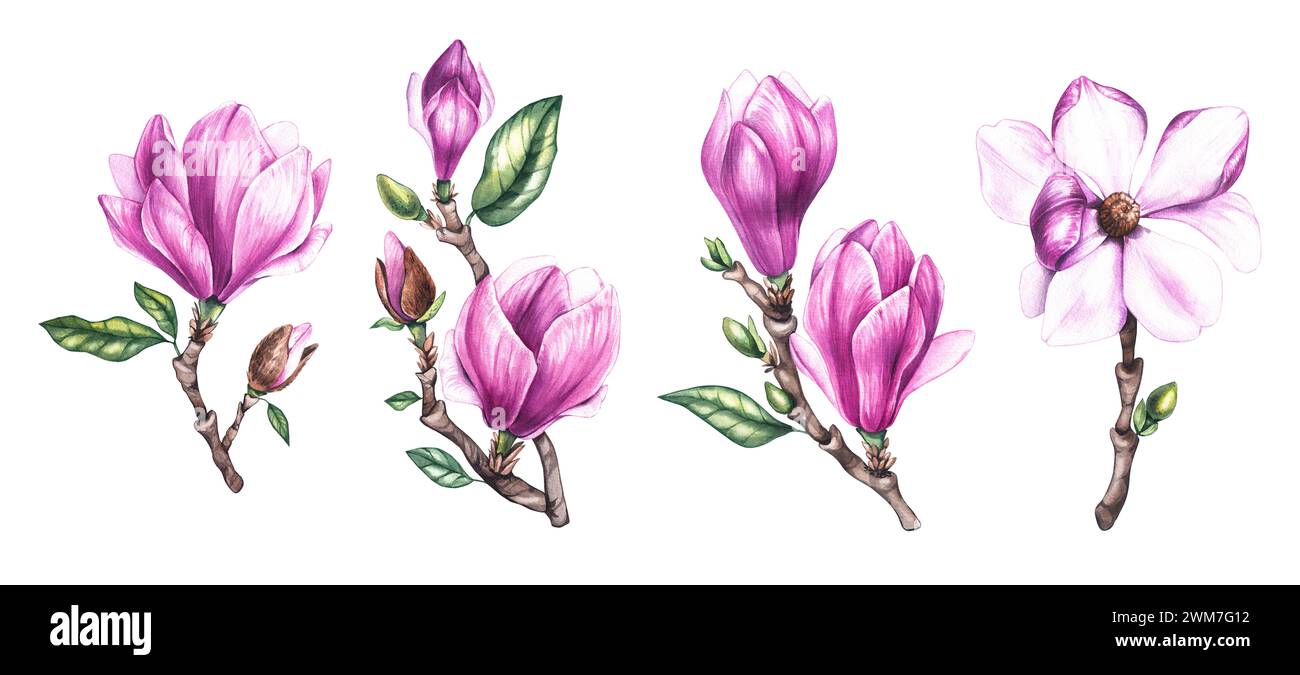 Set di magnolie ad acquerello, magnolie rosa dipinte a mano sui rami. Fiore di Magnolia isolato su bianco. Set floreale per biglietti, inviti, stampe, texti Foto Stock