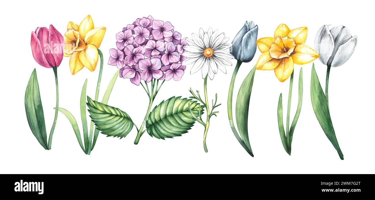Motivo ad acquerello di illustrazioni primaverili con fiori di tulipani, ortensie, narcisi, erba. Illustrazioni isolate delle fattorie primaverili su sfondo bianco. Taglio Foto Stock