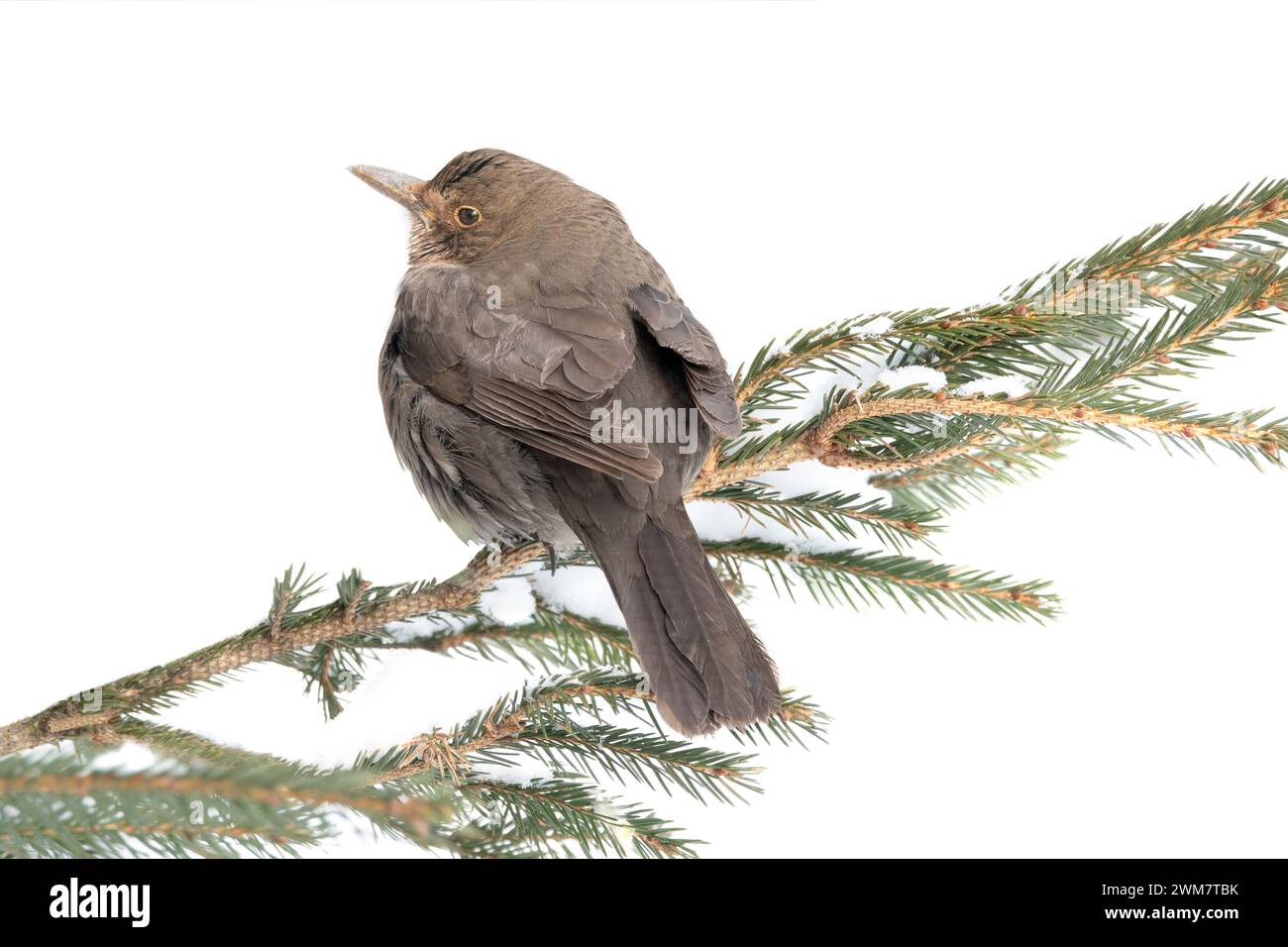 turdus philomelos songbird si trova su un ramo d'albero in inverno. isolato su sfondo bianco. Foto Stock