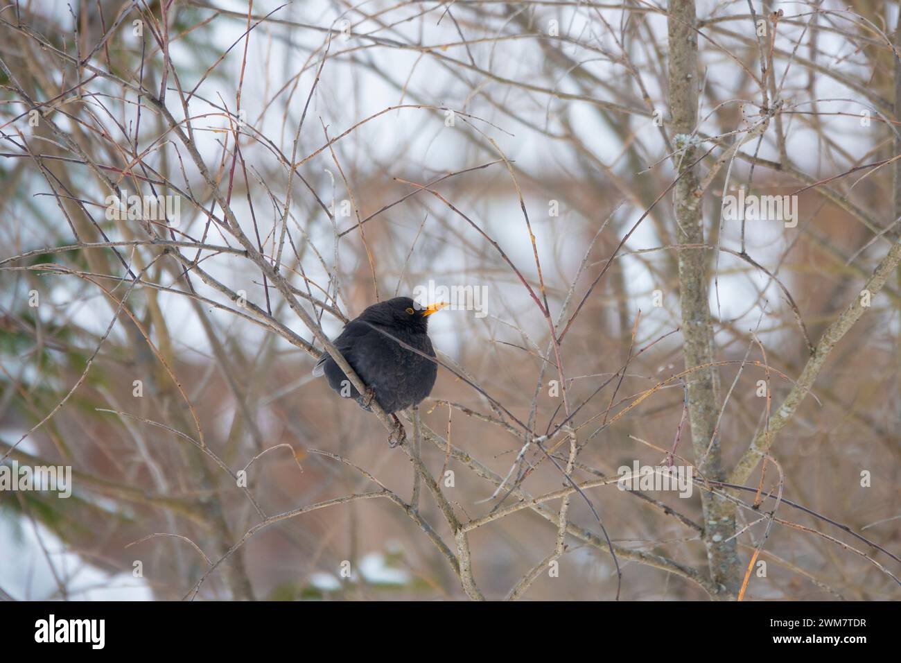 blackbird seduto su un ramo d'albero su uno sfondo bianco Foto Stock