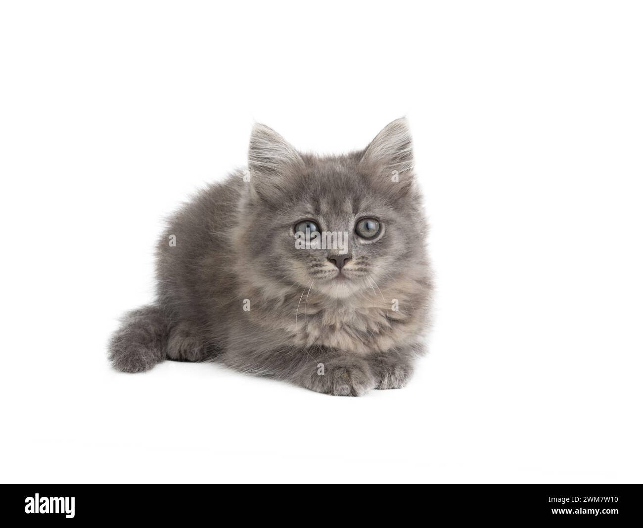 gattino grigio isolato su sfondo bianco Foto Stock