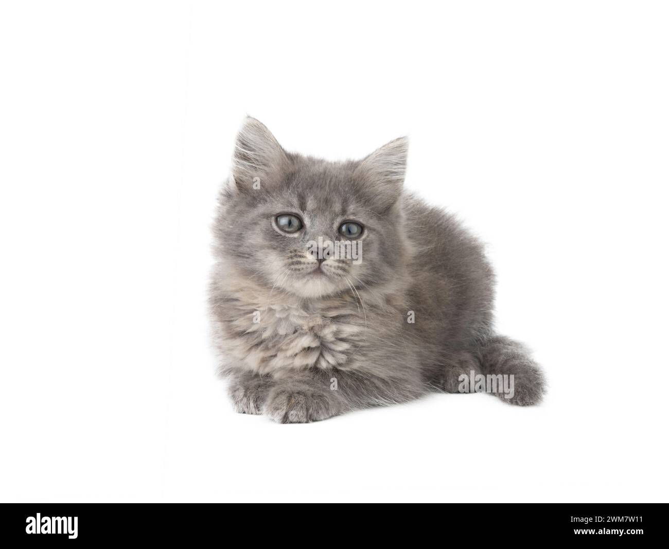 gattino grigio isolato su sfondo bianco Foto Stock