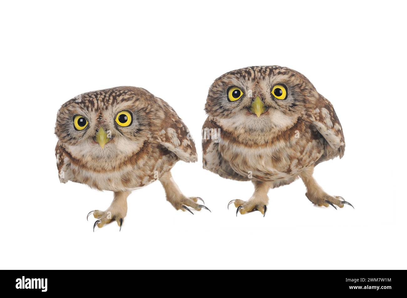 Two Little Owl (Athene noctua) isolato su sfondo bianco Foto Stock