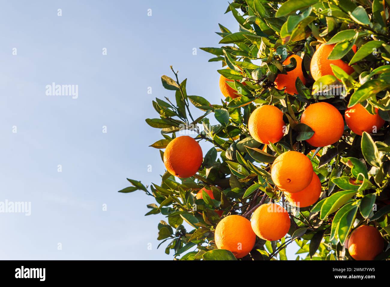 Arancio con molte foglie e arance mature pronte a raccogliere, primo piano. Foto Stock