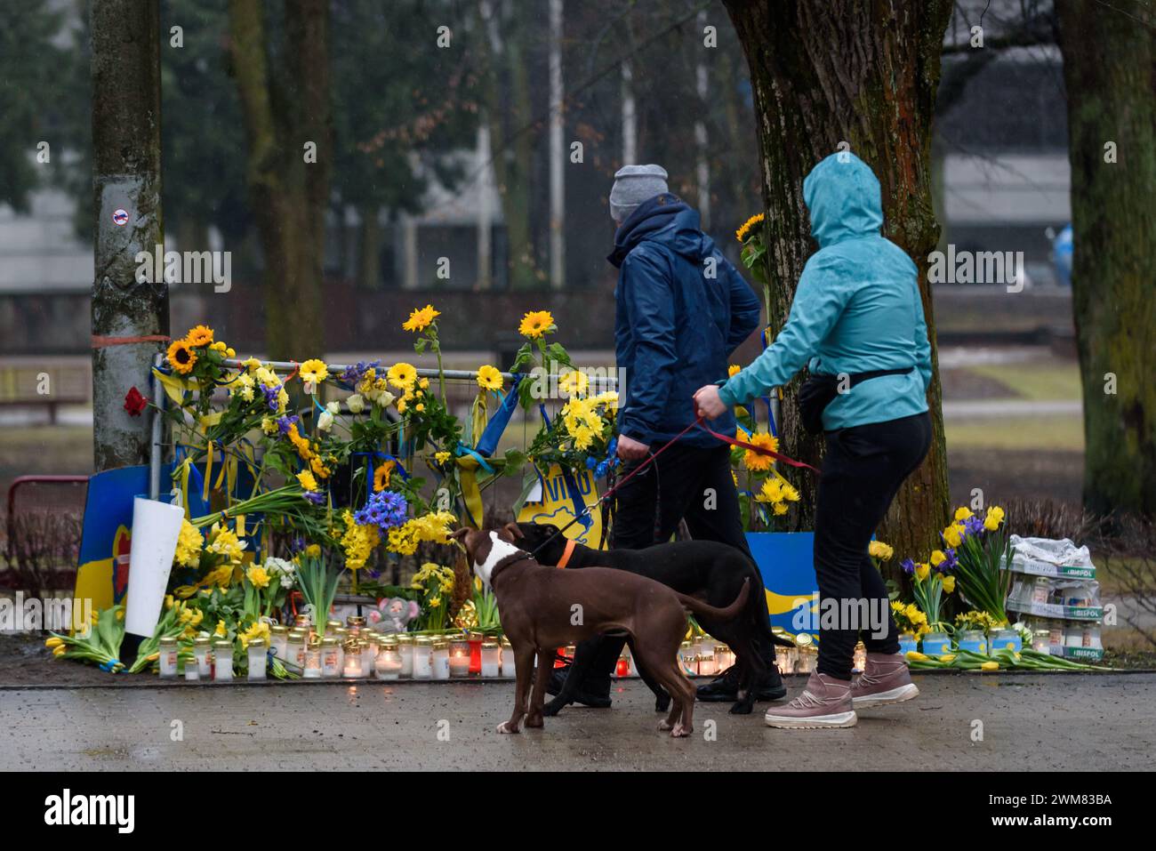 RIGA, Lettonia. 24 febbraio 2024. La gente rende omaggio all'Ucraina vicino all'Ambasciata di Ucraina in Lettonia. 2 anni da quando la Russia ha iniziato una brutale guerra contro l'Ucraina. Crediti: Gints Ivuskans/Alamy Live News Foto Stock