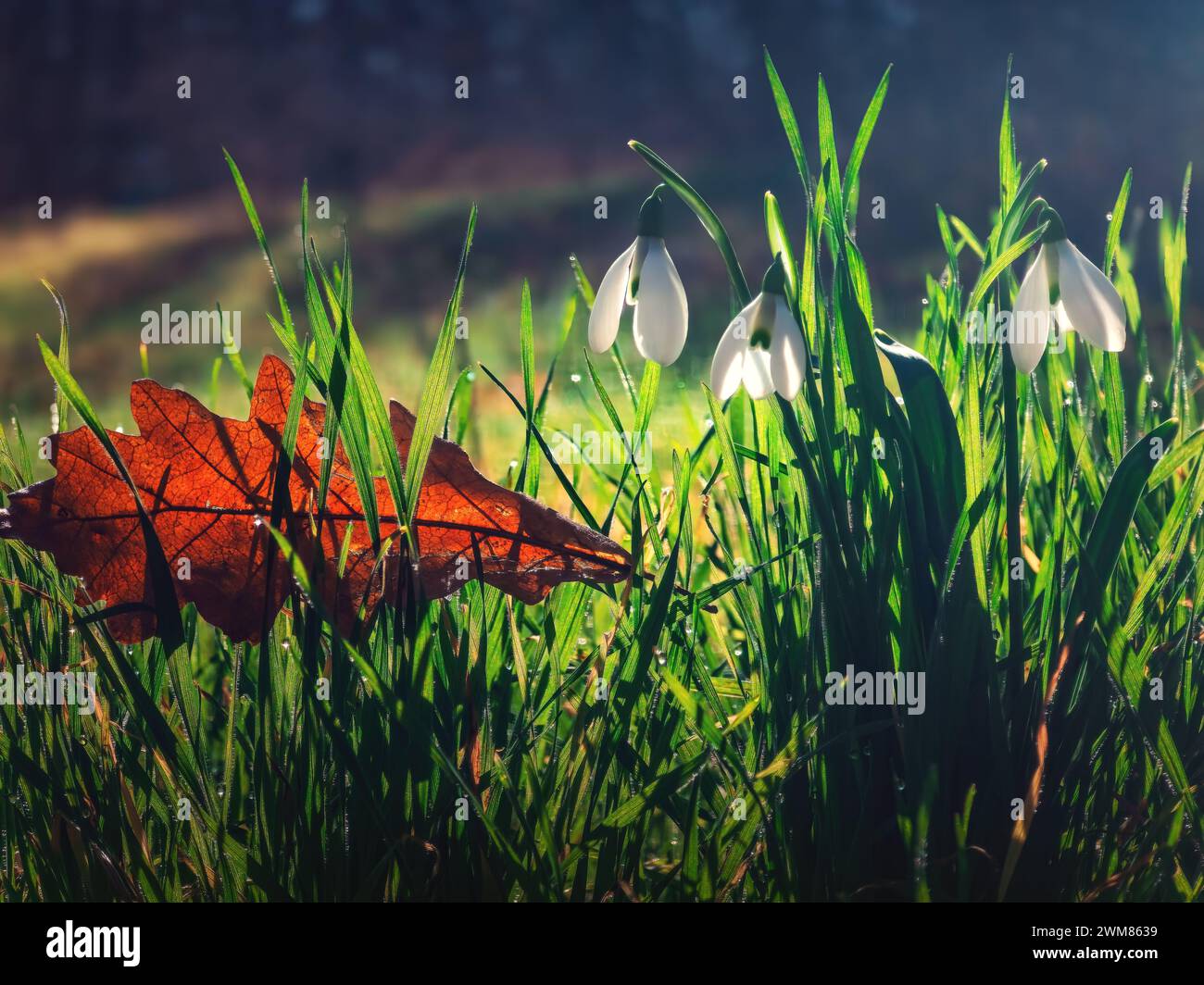 Le gocce di neve selvatiche fioriscono nell'erba verde fresca nella splendida mattina primaverile con la luce del sole e la rugiada mattutina nella foresta Foto Stock
