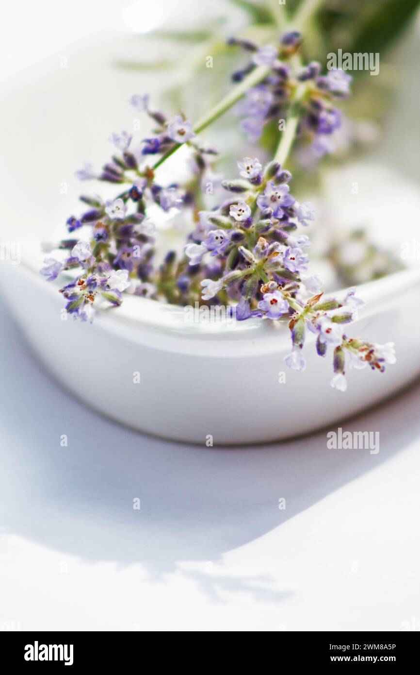 Talee di fiori di lavanda in una ciotola bianca (Lavandula angustifolia Blue Spirit Purple Blue) su sfondo bianco Foto Stock
