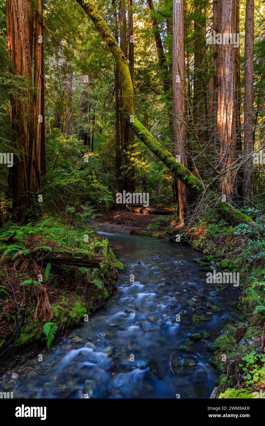 Torreggianti bancarelle di alberi di sequoia vicino a Redwood Creek nel buio e bellissimo Muir Woods National Monument fuori San Francisco, California Foto Stock