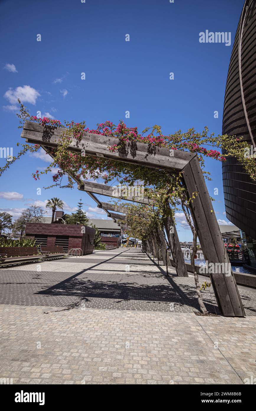 Pergola con fiori a Elizabeth Quay, Perth, Australia Occidentale, Australia Foto Stock