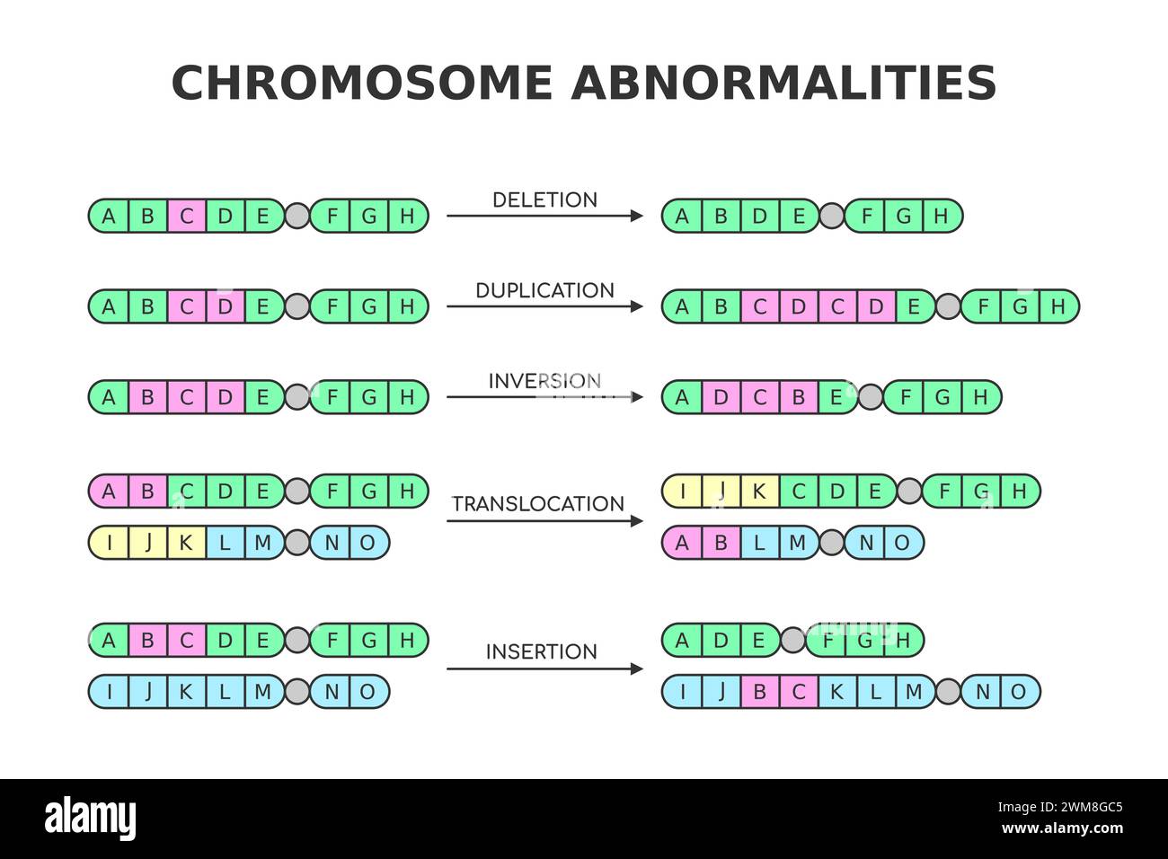Anomalie cromosomiche. Eliminazione, duplicazione, inversione, traslocazione, inserimento. Aberrazioni cromosomiche, mutazioni. Scienza medica Illustrazione Vettoriale