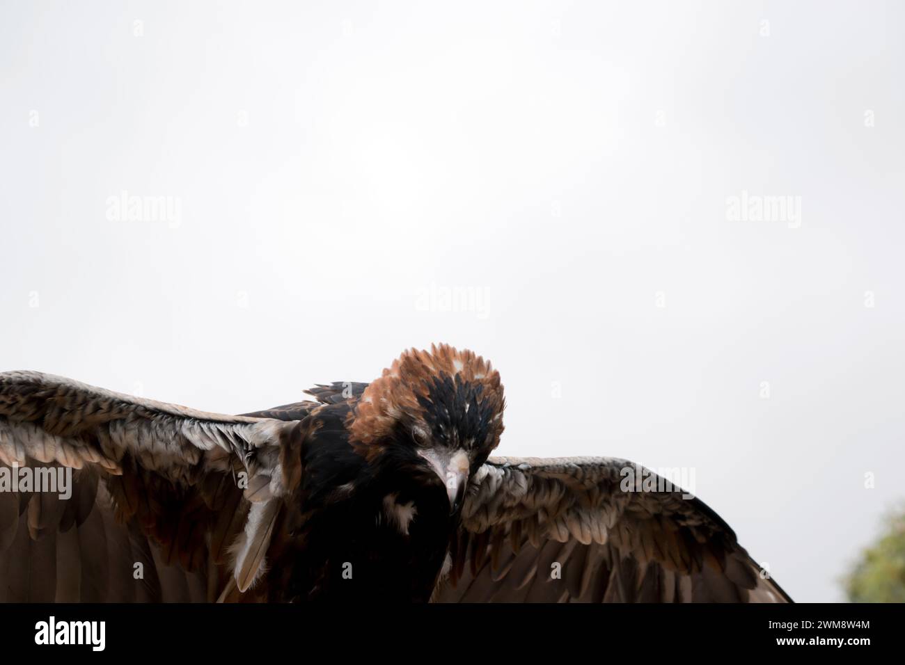 l'aquila con coda a cuneo è marrone man mano che diventa più vecchia e le piume diventano più scure Foto Stock