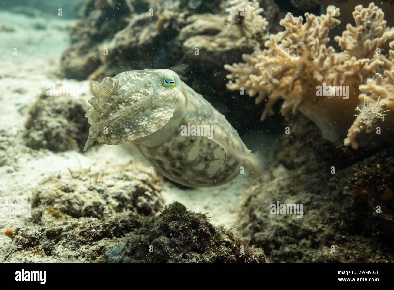 Cuddlefish, Sepiida, nuota lungo la barriera corallina tropicale con camuffamento marrone e bianco Foto Stock