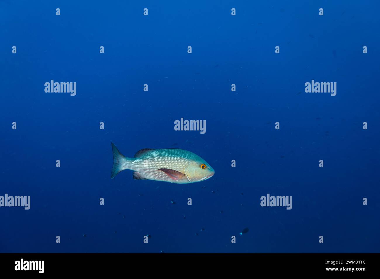 I pesci dentici nuotano attraverso le limpide acque blu su una barriera corallina tropicale Foto Stock