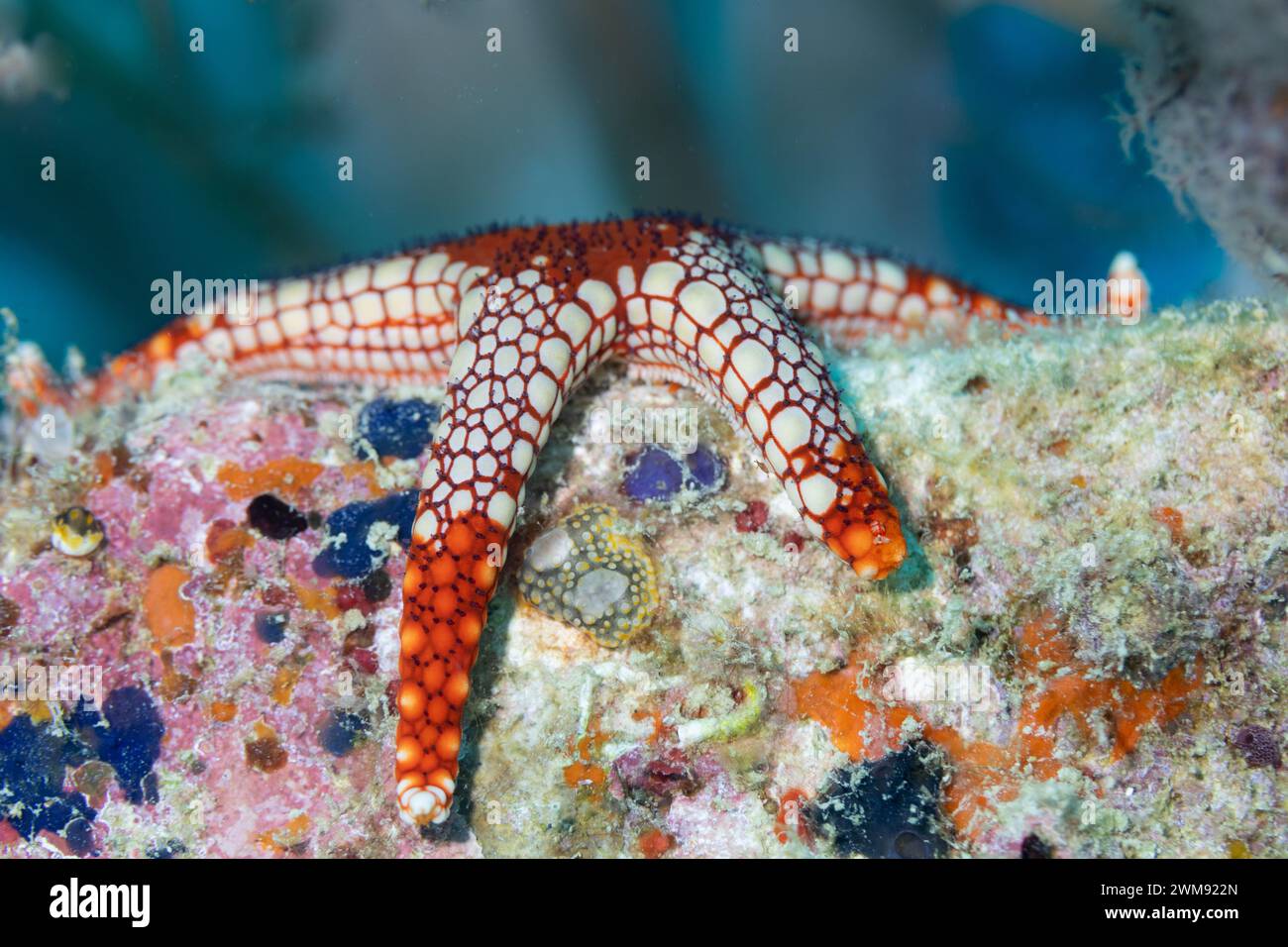 Vista ravvicinata delle stelle marine bianche e rosse con motivi intricati e consistenza avvolti sulla barriera corallina Foto Stock