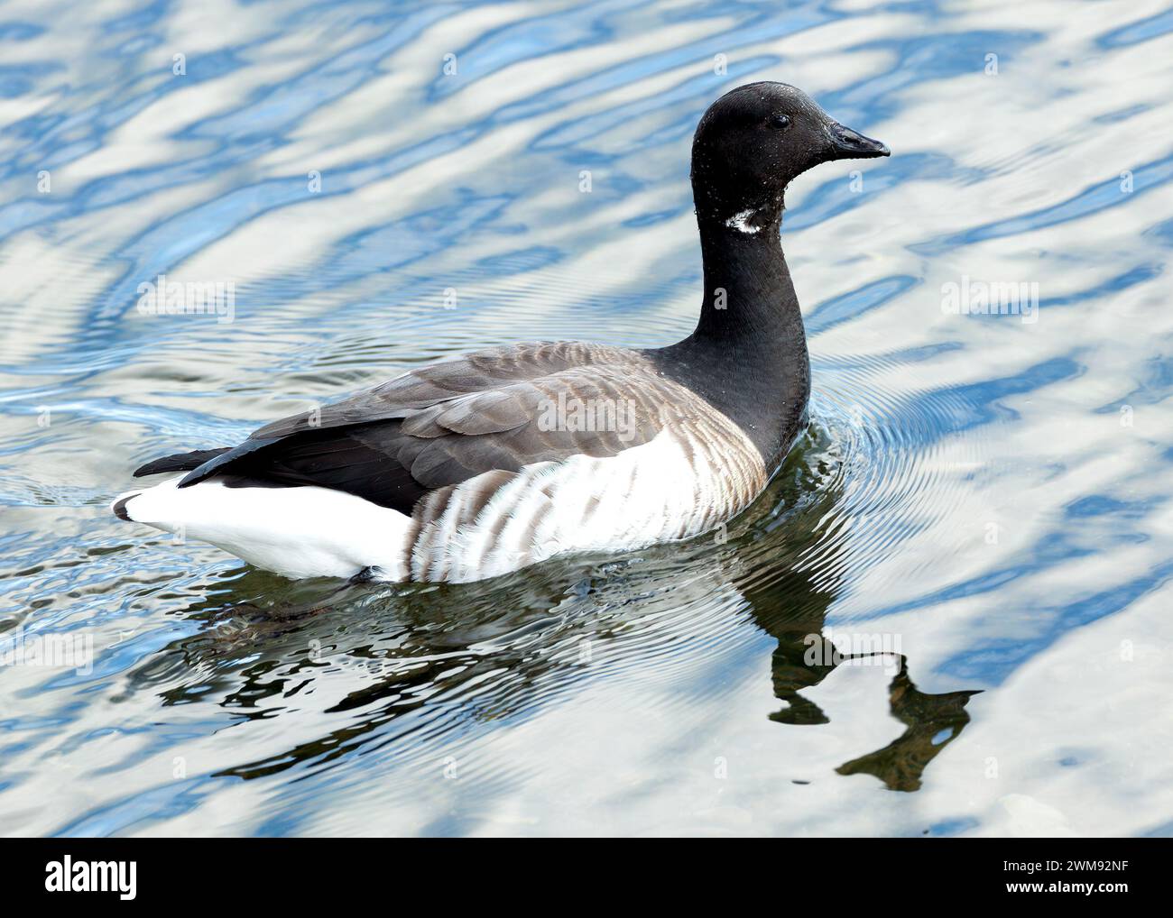 Un'oca Brent pascolava sulla costa, il suo caratteristico piumaggio bianco e nero contrastava con la vastità dell'oceano. Foto Stock