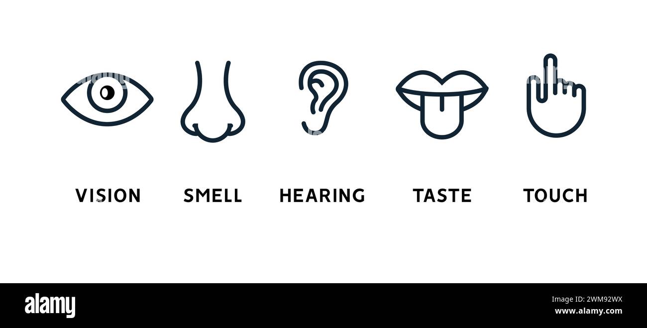 Cinque sensi umani visione occhio, odore naso, udito orecchio, toccare mano, gusto bocca e lingua. Set di icone vettore di linea Illustrazione Vettoriale